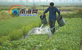 走近海口郊區菜農 夫妻用菜筐挑起一個家，新鮮水果零售