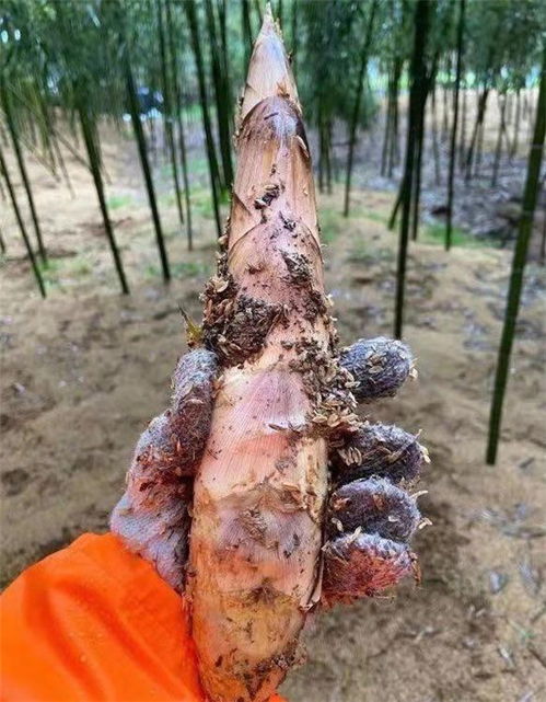 杭州臨安優(yōu)質(zhì)應(yīng)急蔬菜包上線，零售平臺助力滯銷農(nóng)產(chǎn)品與新鮮水果銷售